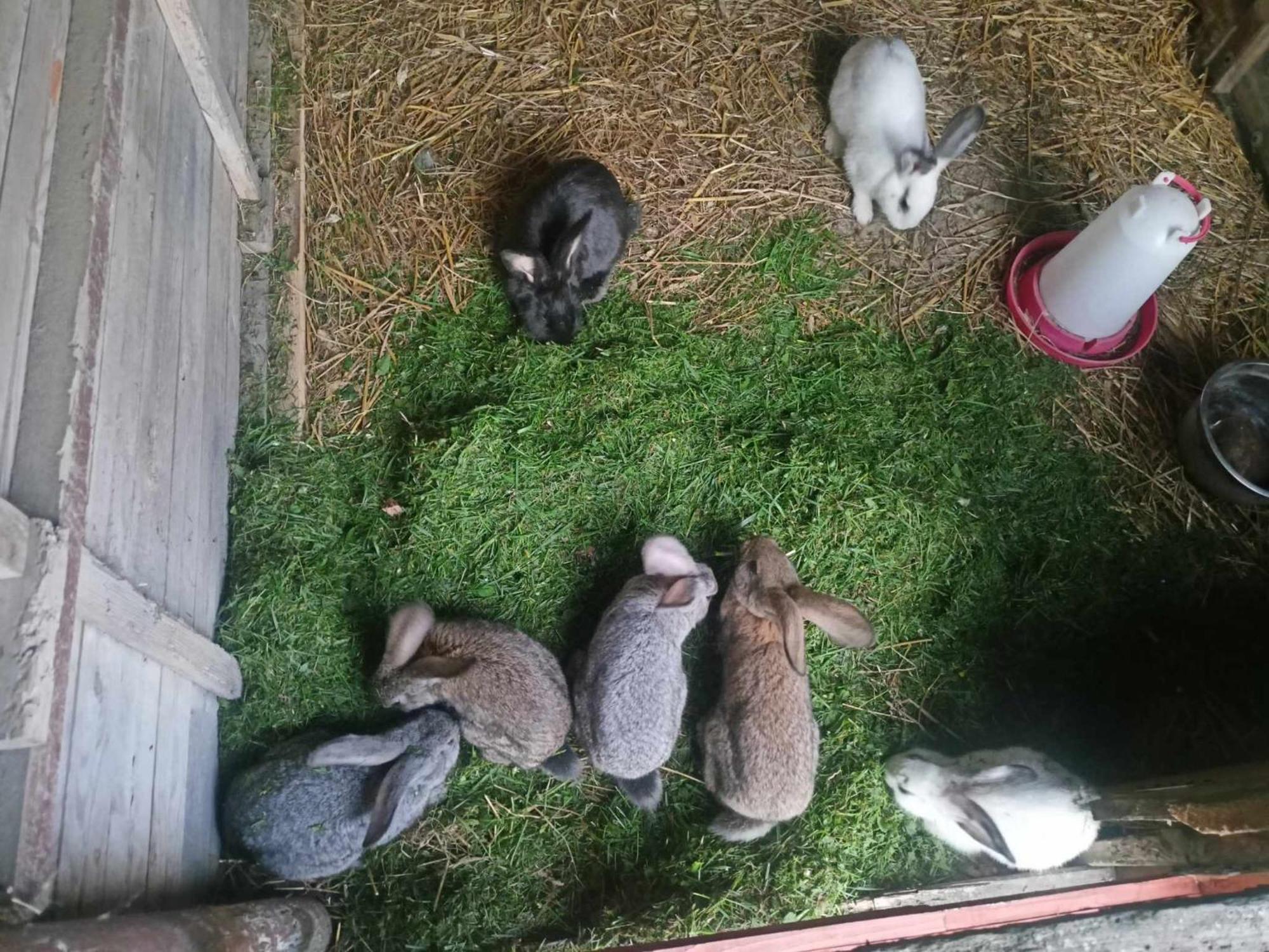 Malinowy Gaj - Agroturystyka Z Alpakami I Innymi Zwierzetami Swietajno  المظهر الخارجي الصورة