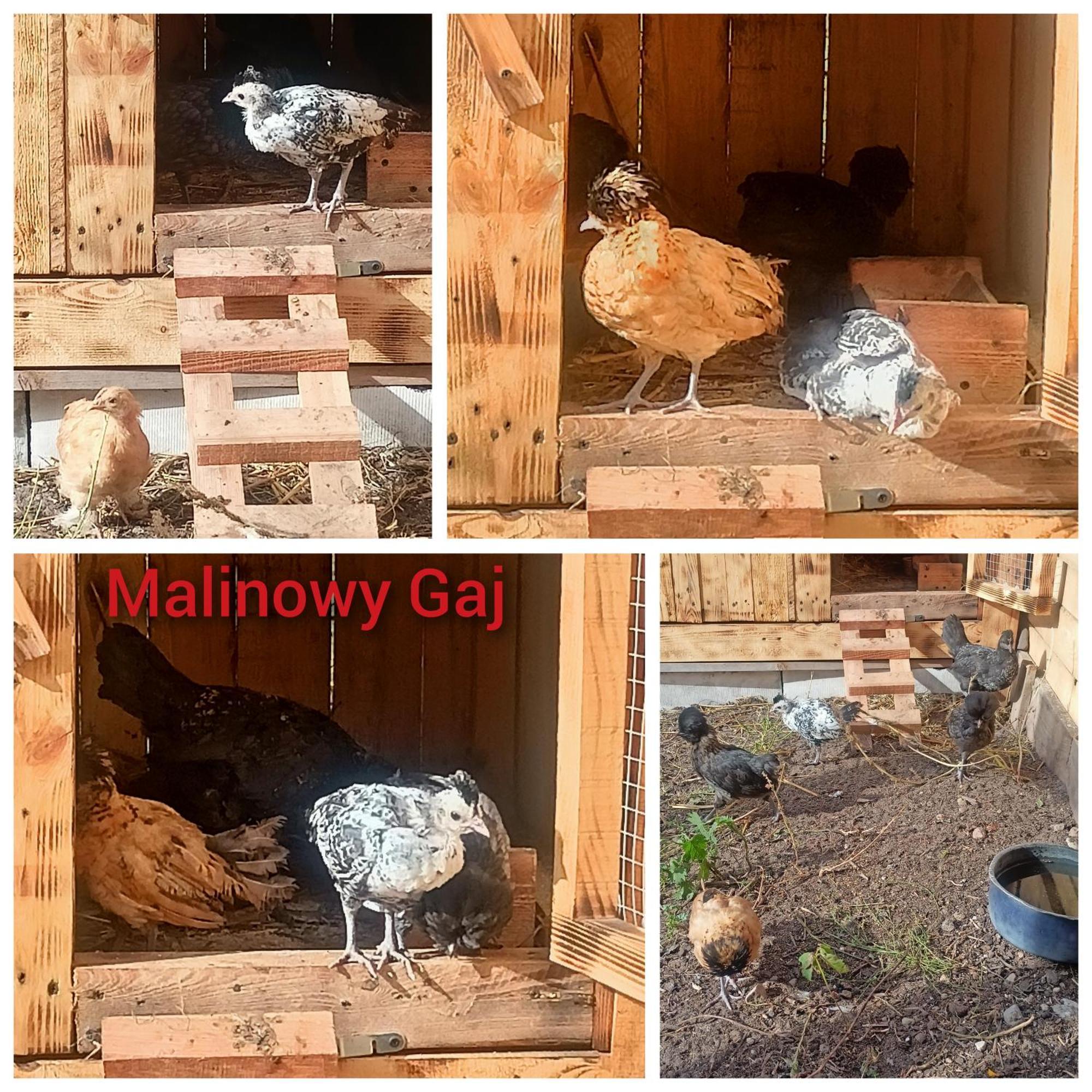 Malinowy Gaj - Agroturystyka Z Alpakami I Innymi Zwierzetami Swietajno  المظهر الخارجي الصورة